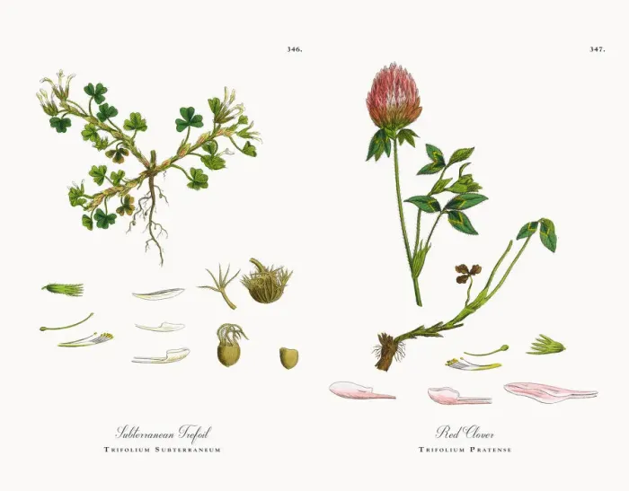 Framed Print : Subterranean Trefoil, Trifolium Subterraneum, Victorian Botanical Illustration, 1863 Framed Print : Subterranean Trefoil, Trifolium Subterraneum, Victorian Botanical Illustration, 1863