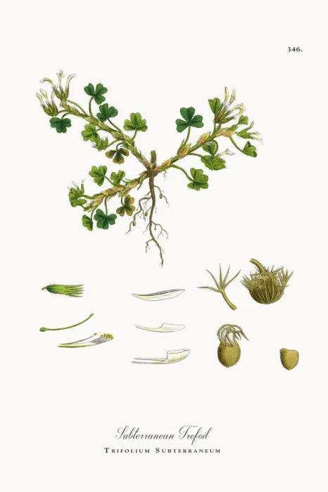 Framed Print : Subterranean Trefoil, Trifolium Subterraneum, Victorian Botanical Illustration, 1863 Framed Print : Subterranean Trefoil, Trifolium Subterraneum, Victorian Botanical Illustration, 1863