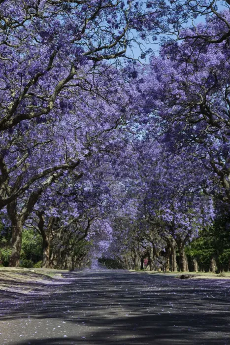 Framed Print : Suburban road with line of jacaranda trees and small flowers making a carpet - Cullinan South Africa Framed Print : Suburban road with line of jacaranda trees and small flowers making a carpet - Cullinan South Africa