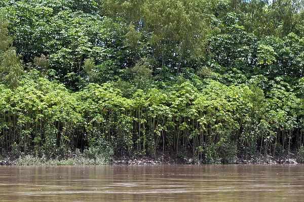 Successional forest on the banks of the Tambopata River, Tambopata Nature Reserve, Madre de Dios Region, Peru