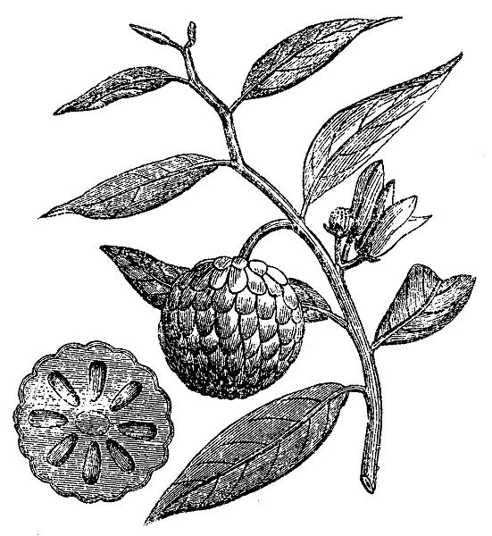 Sugar apple (Annona squamosa)