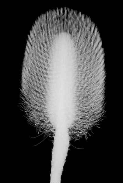 Sugar bush flower (Protea sp. ), X-ray