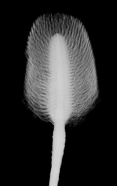 Sugar bush flower (Protea sp. ), X-ray
