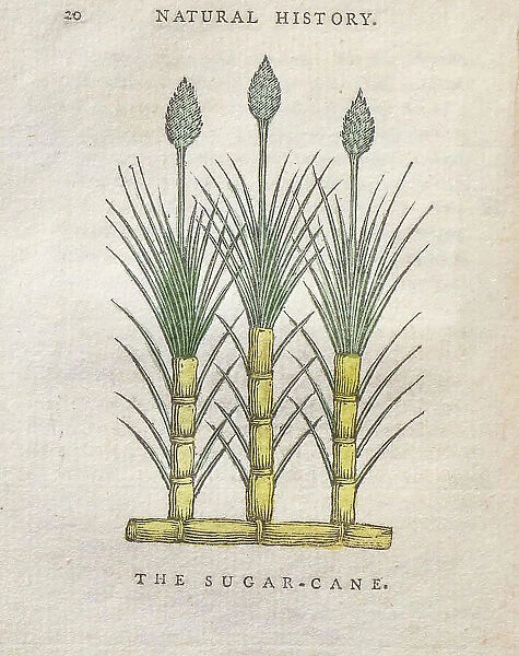 Sugar cane, 18th century illustration