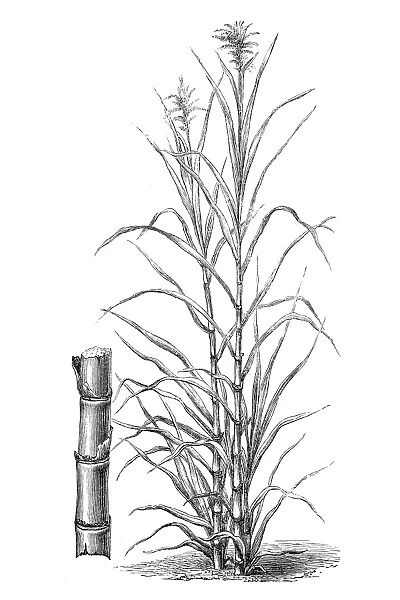 Sugar cane (Saccharum officinarum)