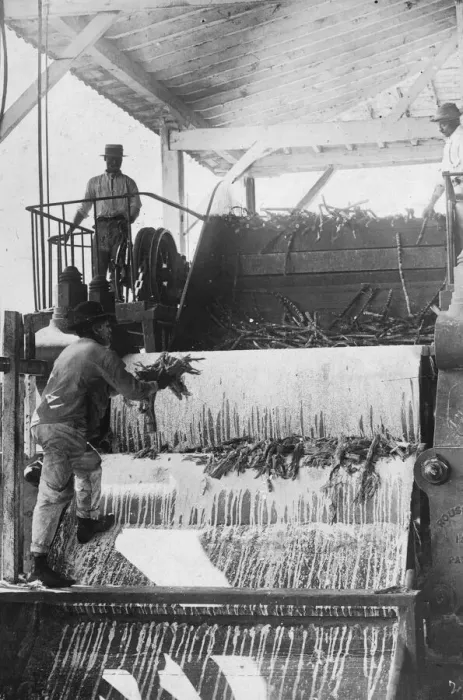 Framed Print : Sugar Crushing Framed Print : Sugar Crushing