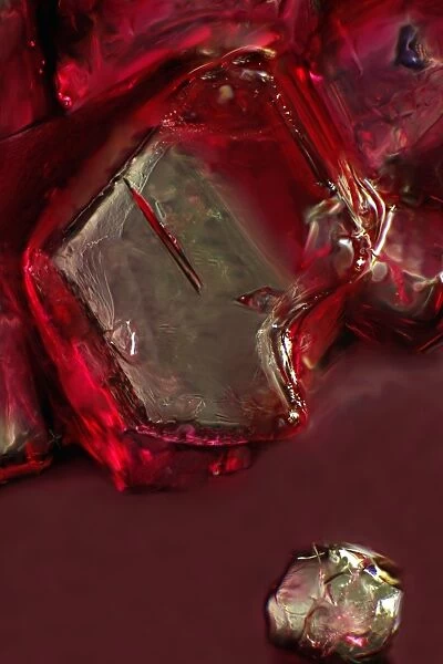 Sugar crystal, ordinary table sugar dissolves in cherry juice, photomicrography