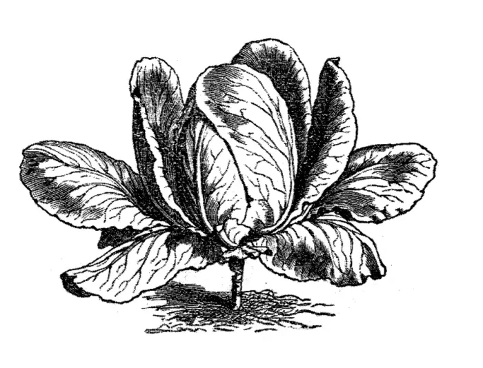 Framed Print : Sugar head Cabbage (Brassica oleraceacapitata)