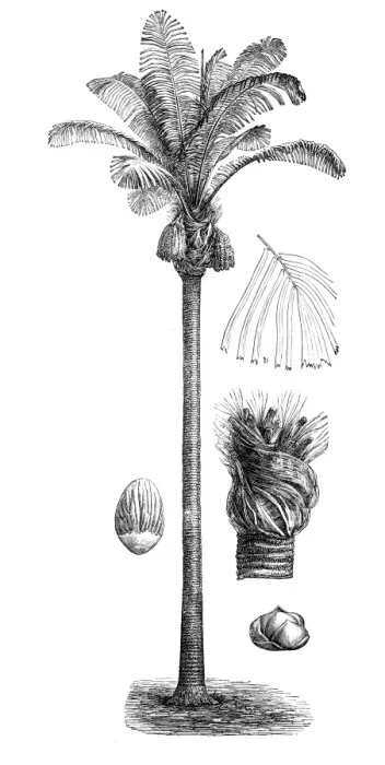 Framed Print : Sugar palm, arenga palm, areng palm, black-fiber palm, gomuti palm, aren, enau, irok, and kaong (arenga saccharifera)