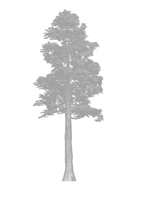Framed Print : Sugar pine tree