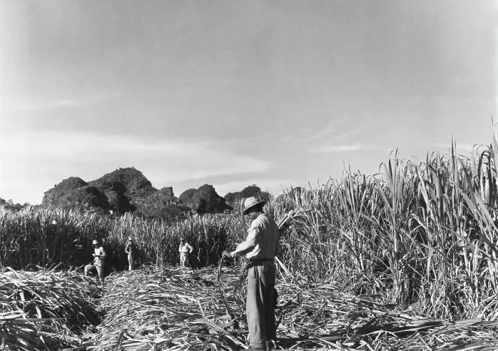 Framed Print : Sugar From Puerto Rico Framed Print : Sugar From Puerto Rico