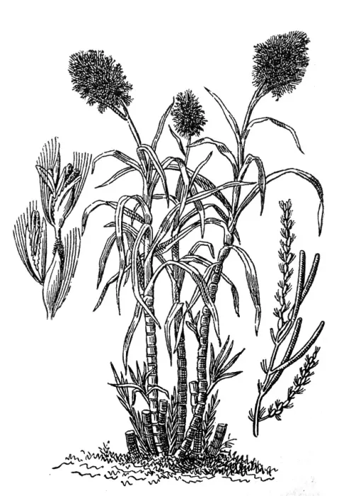 Framed Print : Sugarcane (Saccharum officinarum) Framed Print : Sugarcane (Saccharum officinarum)