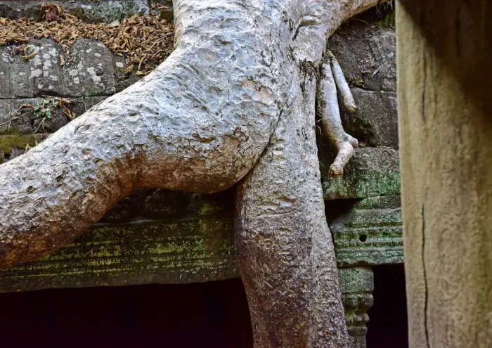 Framed Print : Suggestive tree roots at Ta Prohm temple in Cambodia Framed Print : Suggestive tree roots at Ta Prohm temple in Cambodia