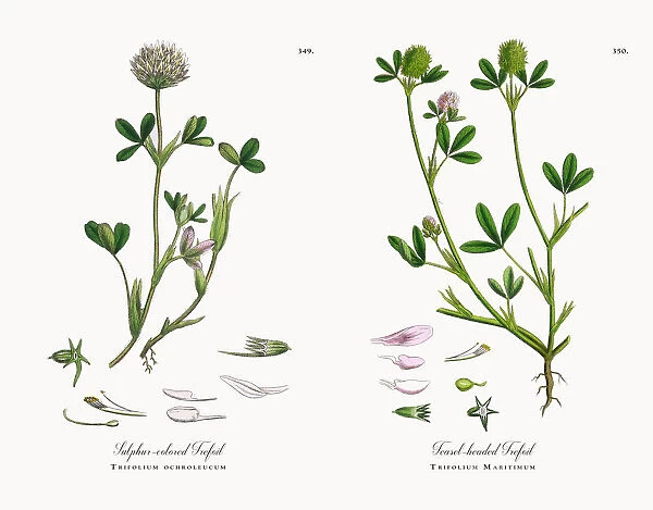 Sulphur-colored Trefoil, Trifolium ochroleucum, Victorian Botanical Illustration, 1863