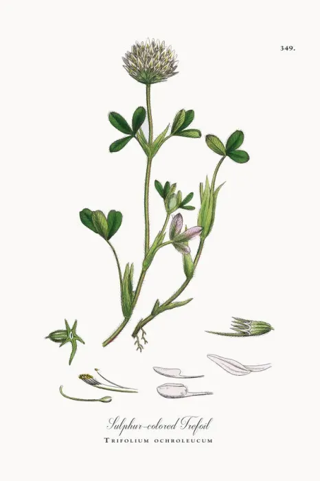 Framed Print : Sulphur-colored Trefoil, Trifolium ochroleucum, Victorian Botanical Illustration, 1863 Framed Print : Sulphur-colored Trefoil, Trifolium ochroleucum, Victorian Botanical Illustration, 1863