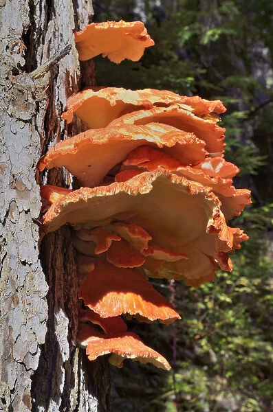 Sulphur Polypore, Sulphur Shelf or Chicken Mushroom -Laetiporus sulphureus-, Coeur d Alene National Forest, Idaho, USA