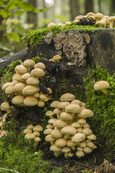 Framed Print : Sulphur Tuft or Clustered Woodlover -Hypholoma fasciculare-, Thuringia, Germany Framed Print : Sulphur Tuft or Clustered Woodlover -Hypholoma fasciculare-, Thuringia, Germany
