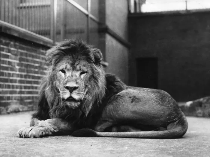 Framed Print : Sultan The Lion Framed Print : Sultan The Lion