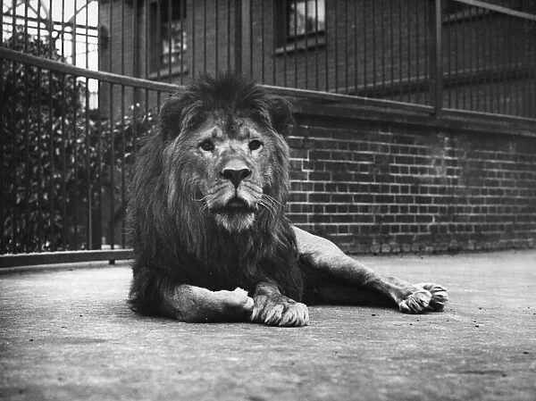 Sultan The Lion