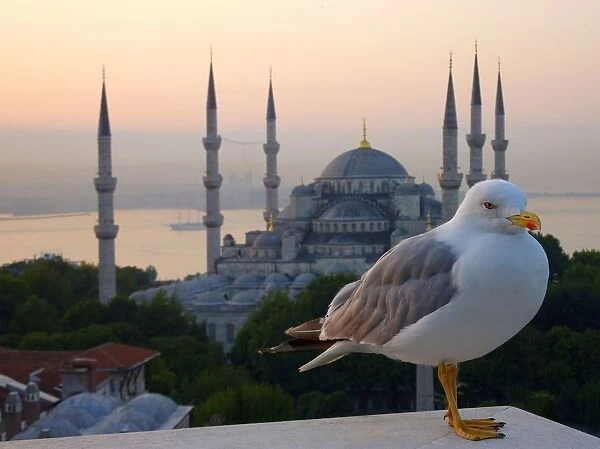 Sultanahmet Mosque (Blue Mosque) with seagull