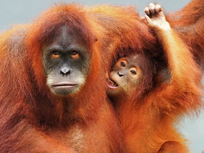 Framed Print : Sumatra Orang Utan looking at camera Framed Print : Sumatra Orang Utan looking at camera