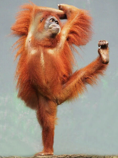 Sumatra Orang Utan showing funny pose
