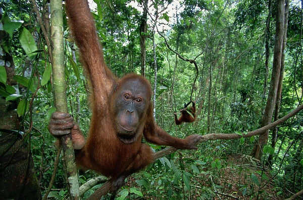 Sumatran orangutan (Pongo pongo abelii) Indonesia, close-up