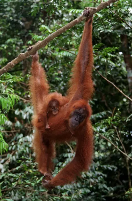 Framed Print : Sumatran orangutan (Pongo pongo abelii) and baby, Indonesia