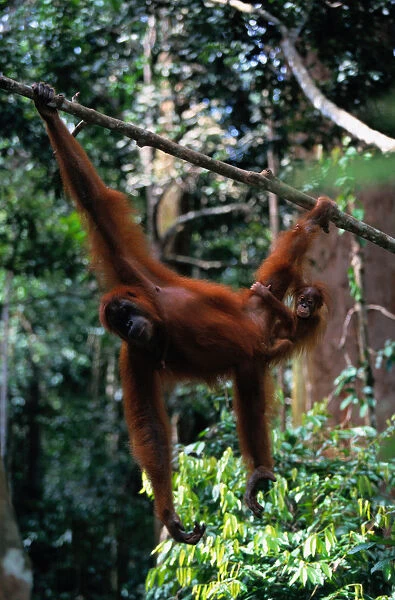 Sumatran orangutan (Pongo pongo abelii) and baby, Indonesia