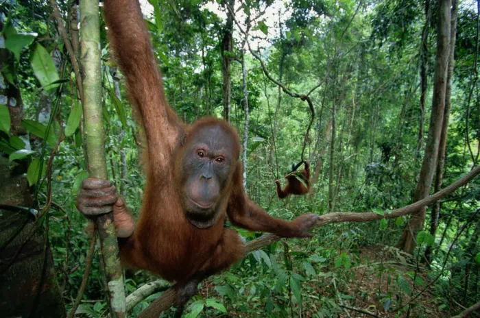 Framed Print : Sumatran orangutan (Pongo pongo abelii) Indonesia, close-up Framed Print : Sumatran orangutan (Pongo pongo abelii) Indonesia, close-up
