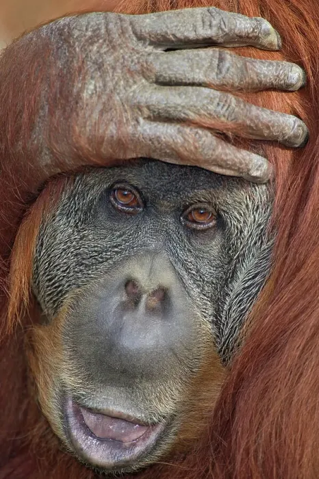 Framed Print : Sumatran orangutan (Pongo pygmaeus abelii), hand on head, close-up Framed Print : Sumatran orangutan (Pongo pygmaeus abelii), hand on head, close-up
