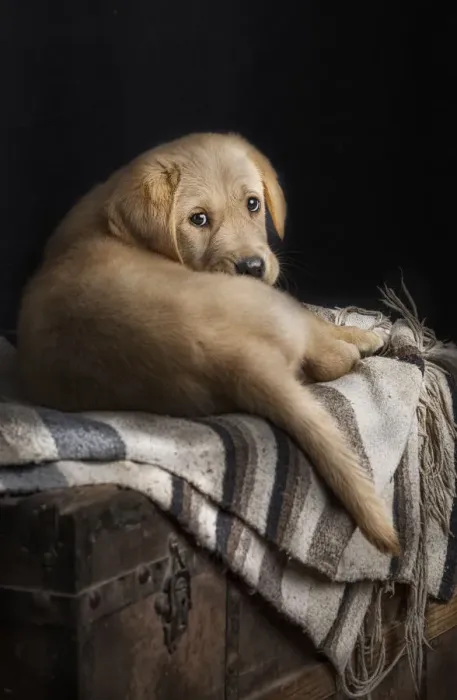 Framed Print : Summer. Studio photography of a Labrador retriever puppy Framed Print : Summer. Studio photography of a Labrador retriever puppy