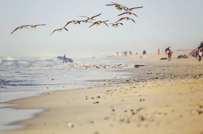 Framed Print : Summer Days in Winter in Huntington Beach