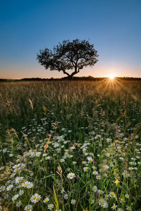 Framed Print : Summer field Framed Print : Summer field