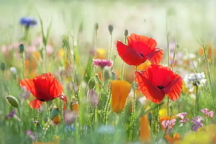 Framed Print : Summer flower meadow Framed Print : Summer flower meadow