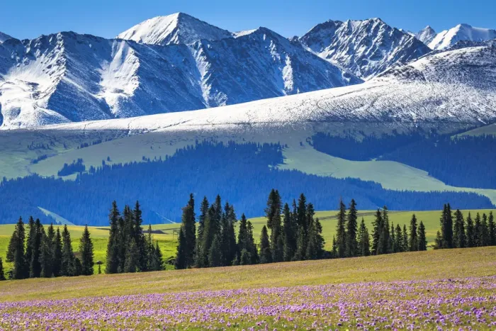 Framed Print : Summer Flowers Blooming, Kalajun Grassland, Xinjiang China Framed Print : Summer Flowers Blooming, Kalajun Grassland, Xinjiang China