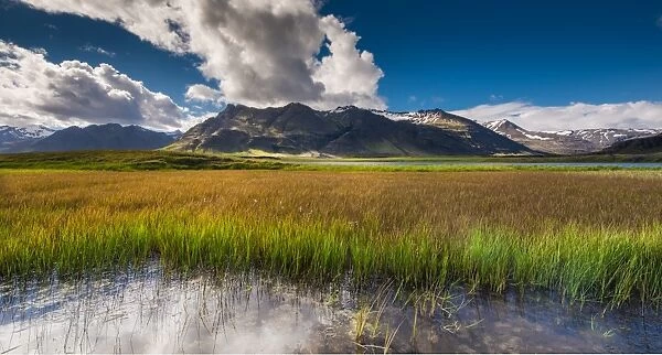 Summer grassland in Iceland