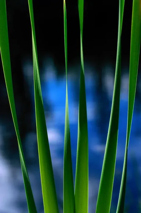 Framed Print : summer. Jasper National Park. Yellow flag fronds Framed Print : summer. Jasper National Park. Yellow flag fronds