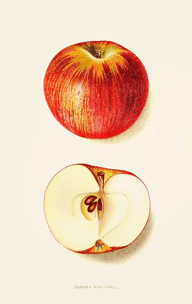 Summer king apple illustration 1892