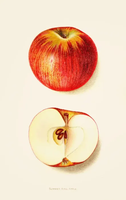 Framed Print : Summer king apple illustration 1892 Framed Print : Summer king apple illustration 1892