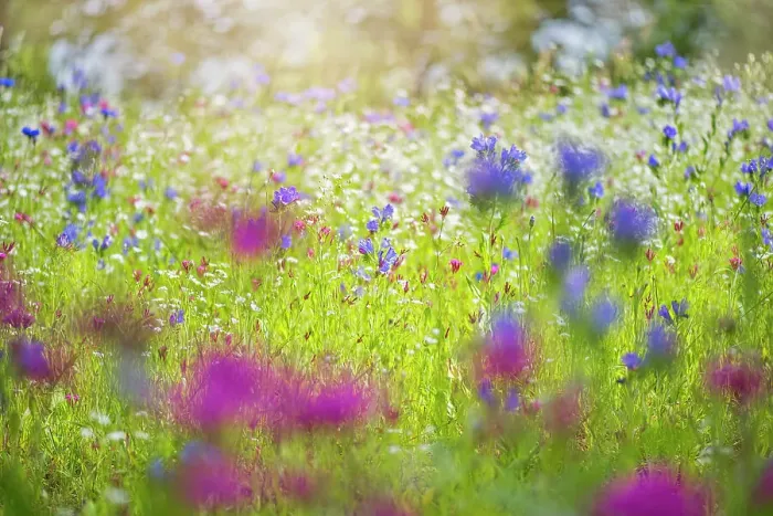 Framed Print : Summer Meadow Framed Print : Summer Meadow