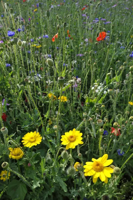 Framed Print : Summer meadow, Cornflower -Centaurea cyanus-, Yarrow -Achillea-, Mallow -Malva-, Yellow Daisies -Leucanthemum-, Poppy -Papaver rhoeas- Framed Print : Summer meadow, Cornflower -Centaurea cyanus-, Yarrow -Achillea-, Mallow -Malva-, Yellow Daisies -Leucanthemum-, Poppy -Papaver rhoeas-
