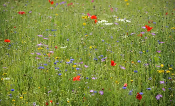 Framed Print : Summer meadow, Cornflower -Centaurea cyanus-, Yarrow -Achillea-, Mallow -Malva-, Yellow Daisies -Leucanthemum-, Poppy -Papaver rhoeas- Framed Print : Summer meadow, Cornflower -Centaurea cyanus-, Yarrow -Achillea-, Mallow -Malva-, Yellow Daisies -Leucanthemum-, Poppy -Papaver rhoeas-