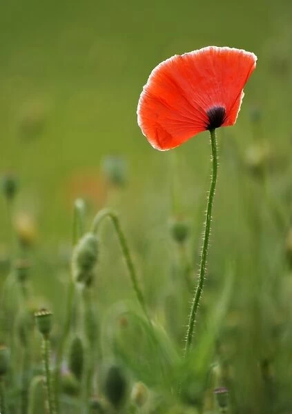 Summer meadow, Poppy -Papaver rhoeas-