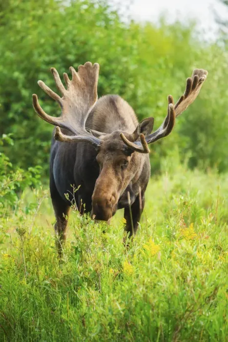 Framed Print : Summer moose Framed Print : Summer moose