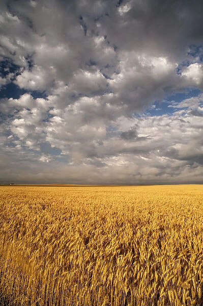 Summer morning wheat fields on South Dakota prairie, South Dakota, USA