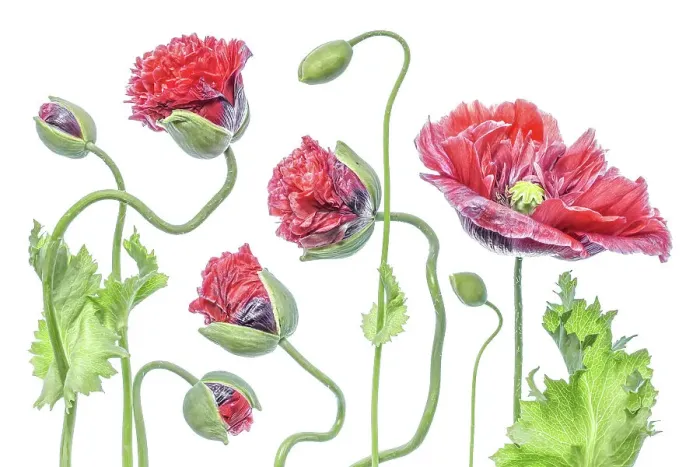 Framed Print : Summer Poppies