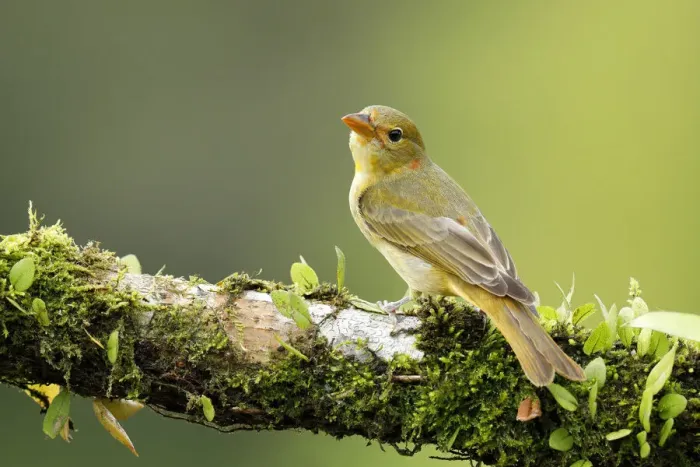 Framed Print : Summer Tanager