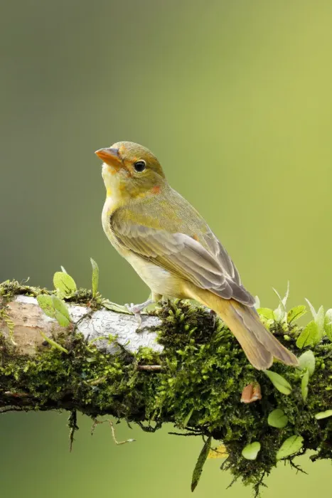 Framed Print : Summer Tanager Framed Print : Summer Tanager