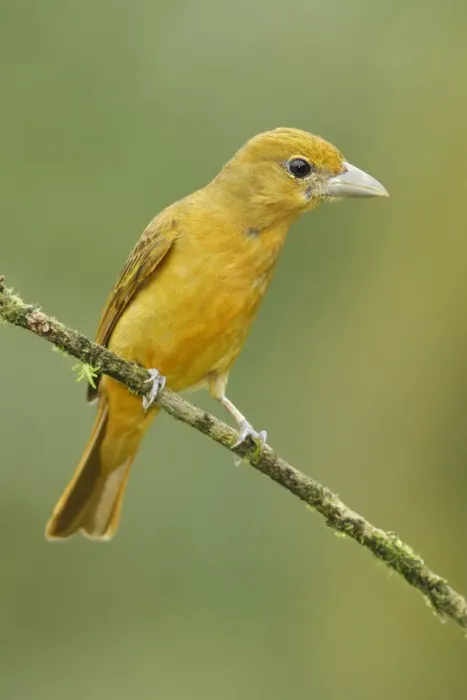 Framed Print : Summer Tanager Framed Print : Summer Tanager